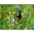 Blumenwiese "Schmetterlinge" 7m²